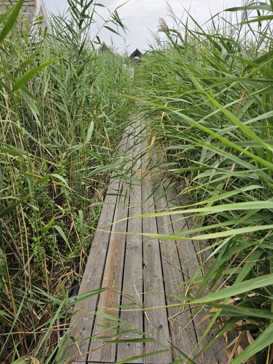 Sonstiges Seehütte Neusiedlersee - Urlaub am Wasser - Seehütte Sonnendeck