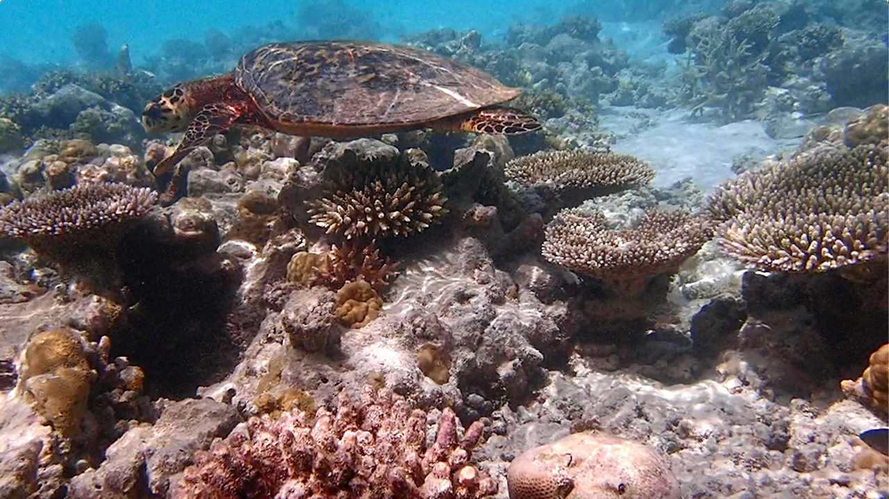 Sonstiges Vilamendhoo Island Resort & Spa