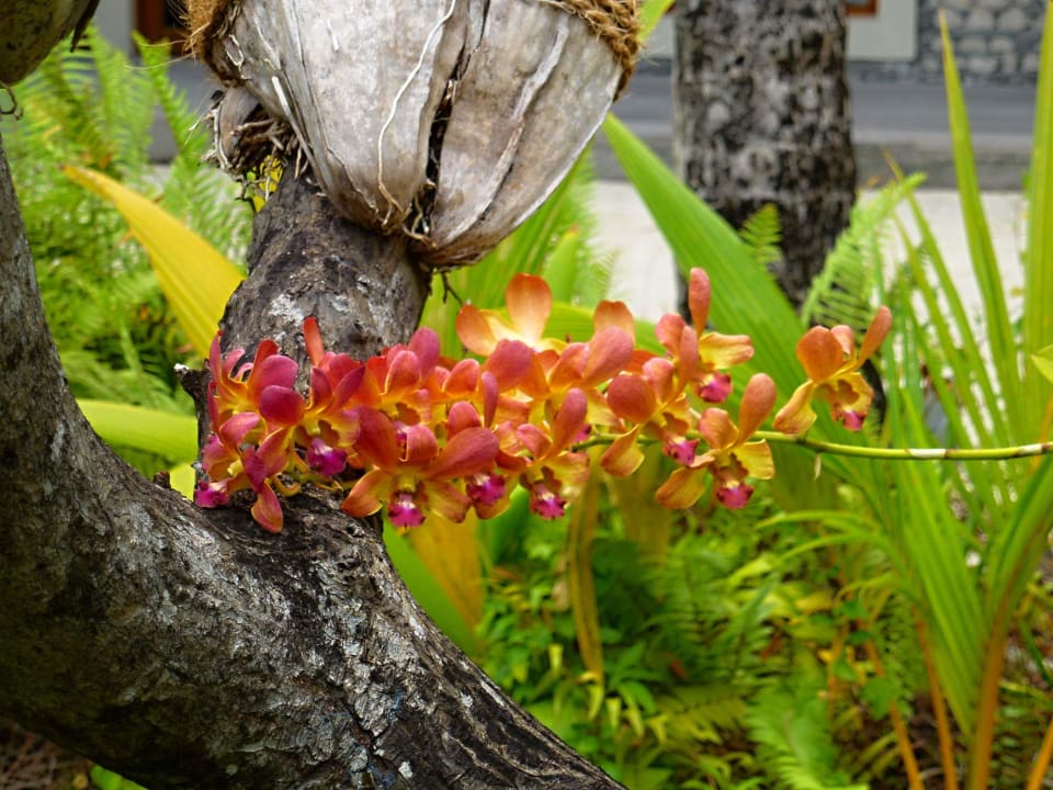 Gartenanlage Kuredu Island Resort & Spa