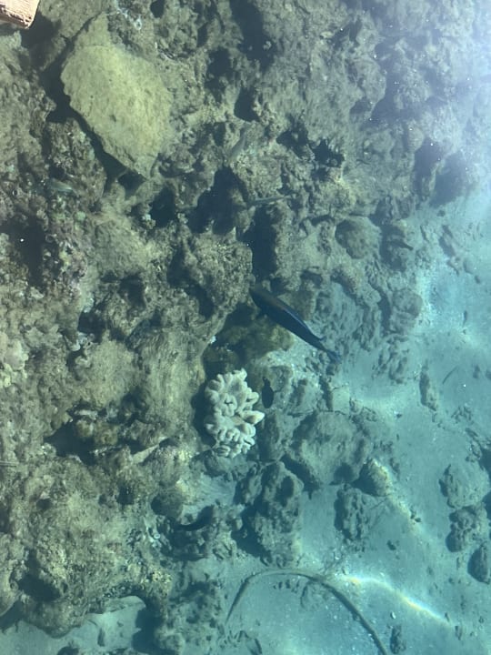 Sport & Freizeit Desert Rose