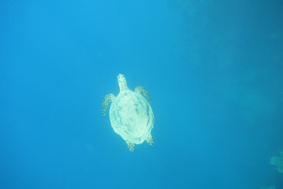 Sport & Freizeit Marina Resort Port Ghalib, a member of Radisson Individuals