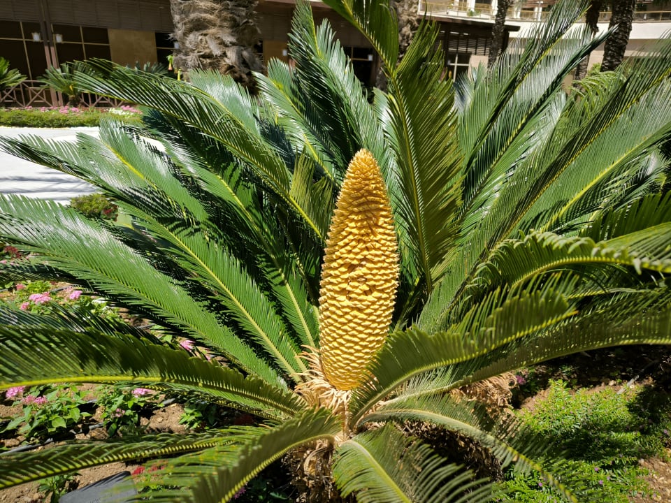 Gartenanlage Kirman Belazur Resort & Spa
