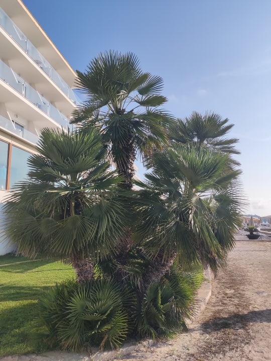 Gartenanlage Grupotel Aguait Resort & Spa - Adults only