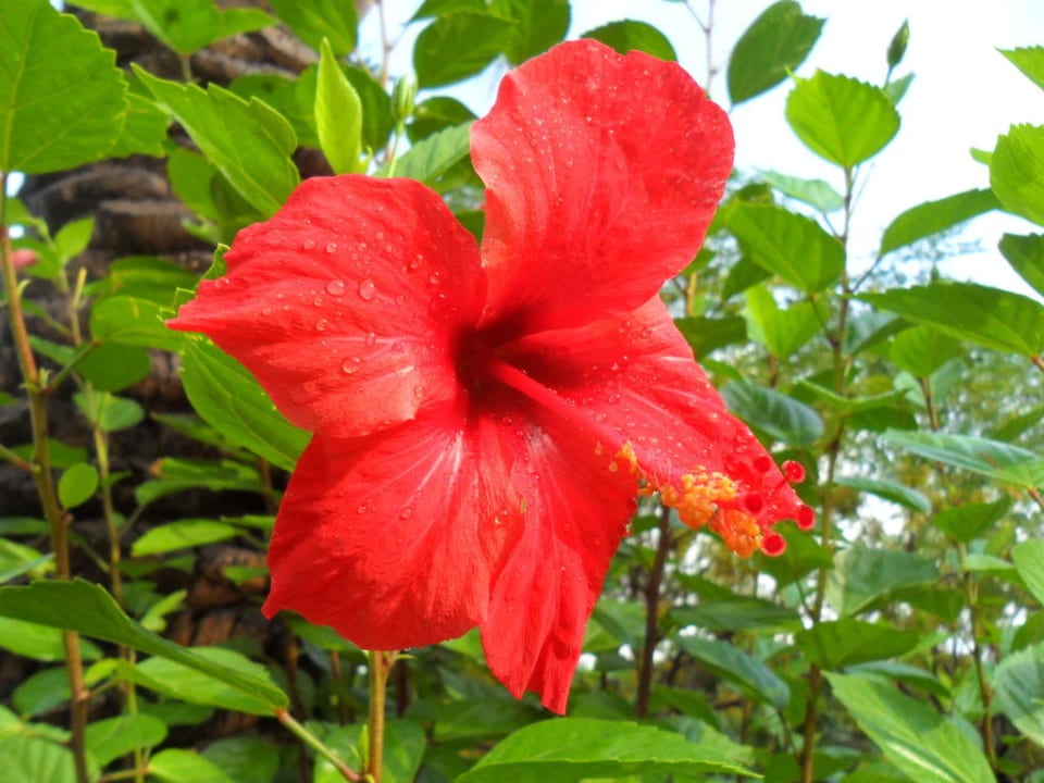 Hibiskus Aydinbey Famous Resort
