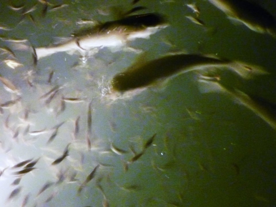 Fische in der Lagune Pickalbatros Dana Beach Resort - Hurghada