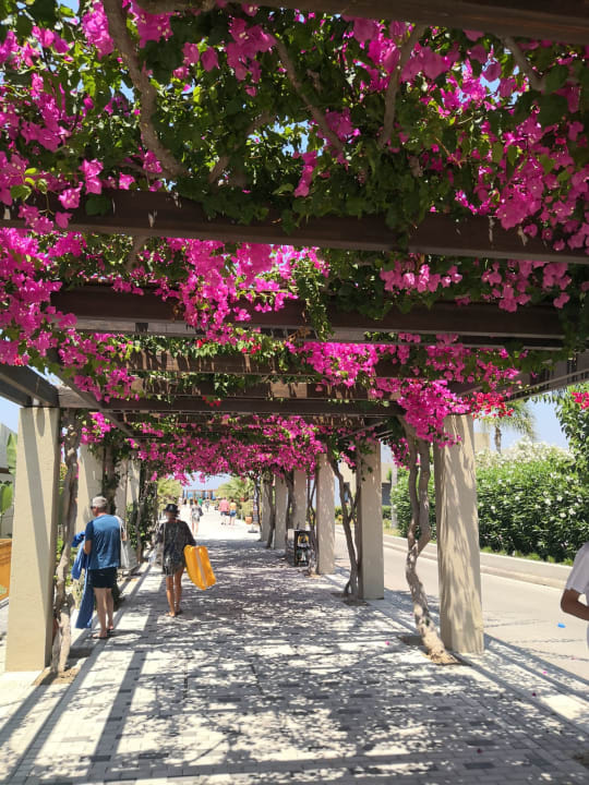 Gartenanlage Astir Odysseus Kos Resort & Spa