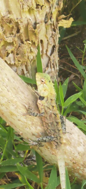 Sonstiges Kuramathi Maldives