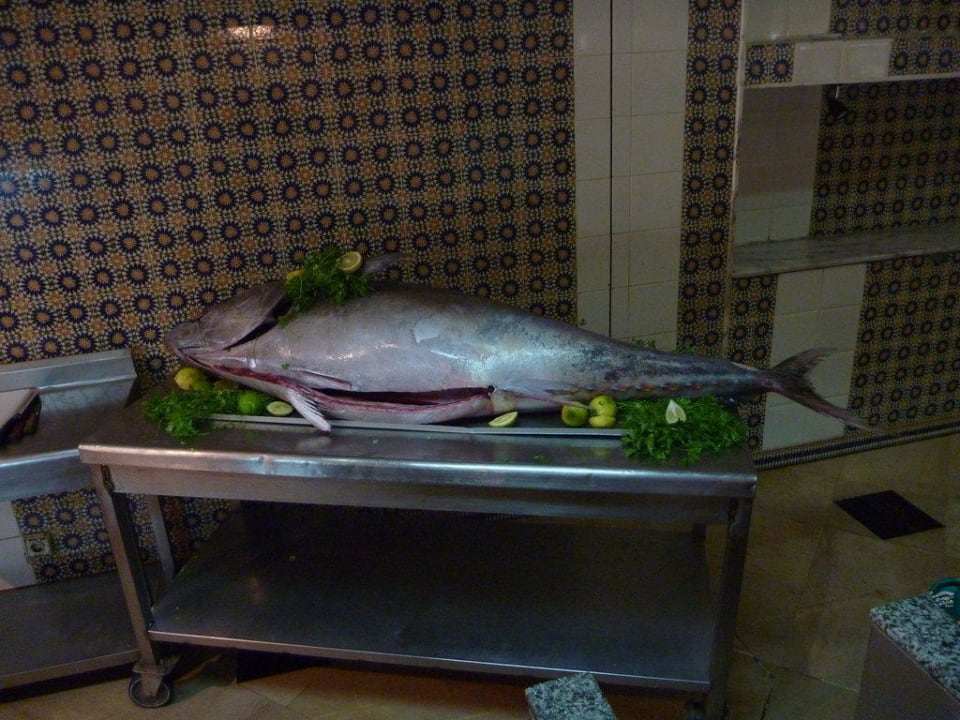 Was für ein Fisch, leider tot El Mouradi Club Kantaoui