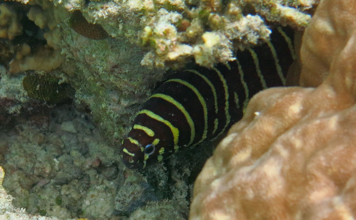 Schnocheln am Hausriff Zebramuräne Safari Island Maldives