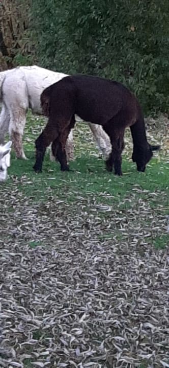 Sonstiges Gartenhotel Moser