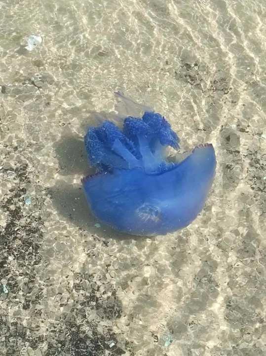 Strand Iberostar Selection Kuriat Palace