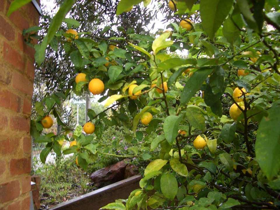 Zitronen Guest House Tolip Street Corner Fourth Avenue