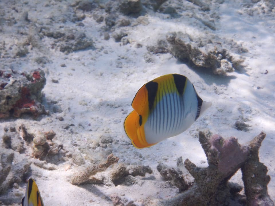 Sport & Freizeit Safari Island Maldives