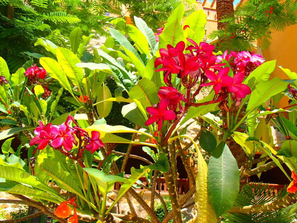 В отеле много зелени Grand Waterworld Makadi & Family Star Makadi