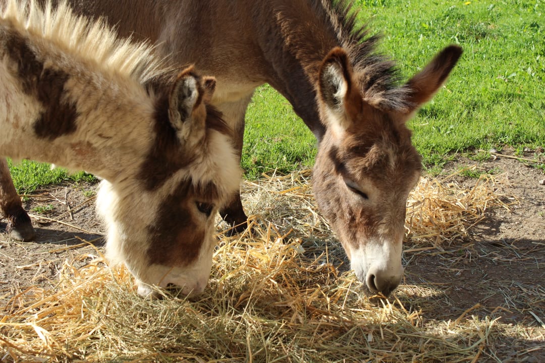 Gartenanlage Landhaus Flaschberger