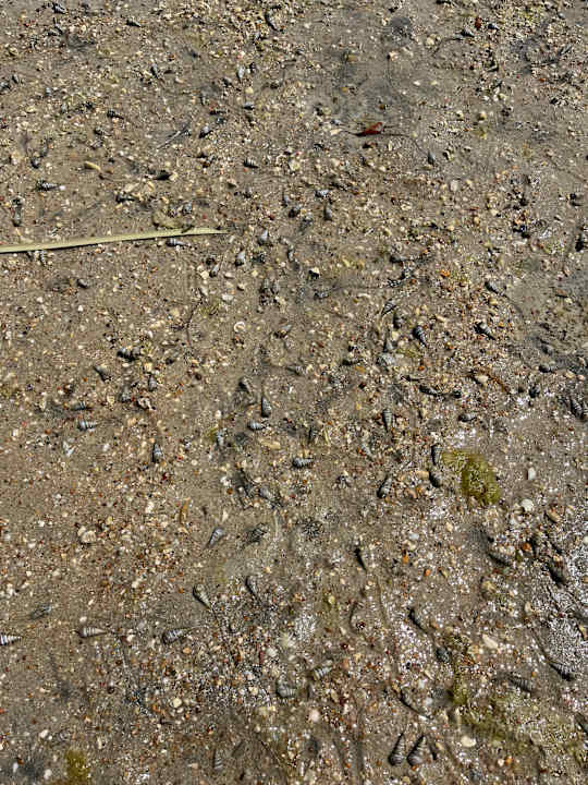 Strand Souq Al Wakra Hotel Qatar By Tivoli