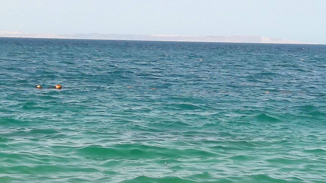 Pool Palm Beach Resort