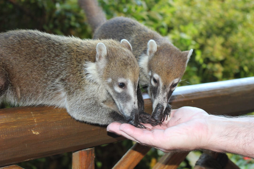 Besucher auf dem Balkon, die Nasenbären Catalonia Royal Tulum Beach & Spa Resort - Adults only