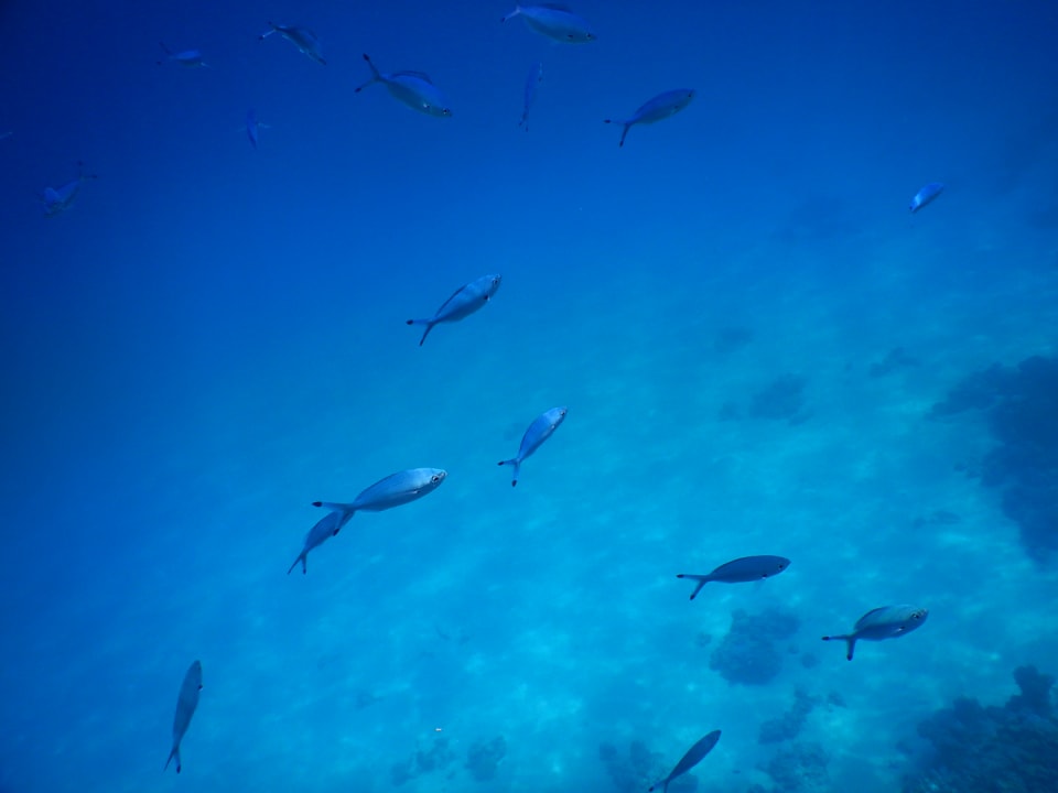 Sonstiges Makadi Spa - Adults only