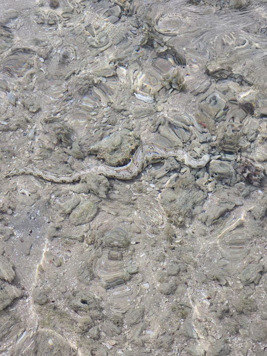 Strand Hotel Sheraton Soma Bay Resort