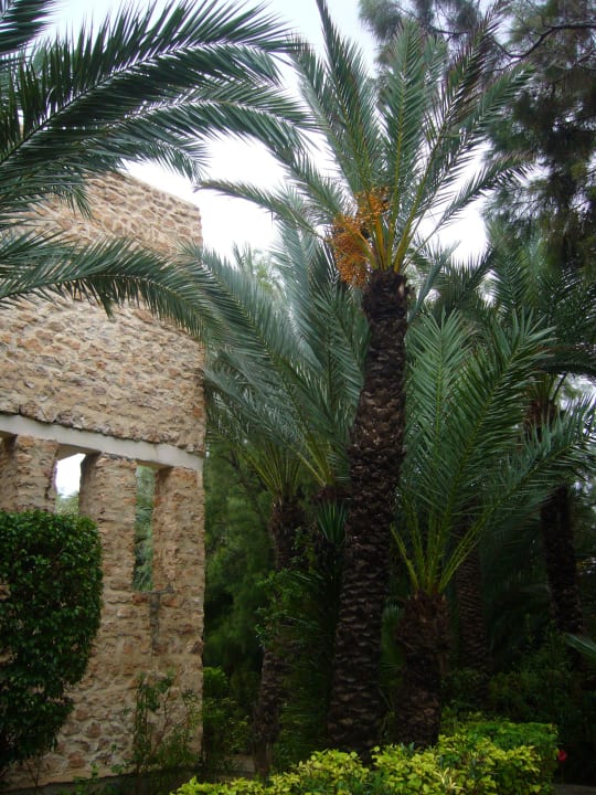 Spaziergang durch den Garten Sentido Djerba Beach