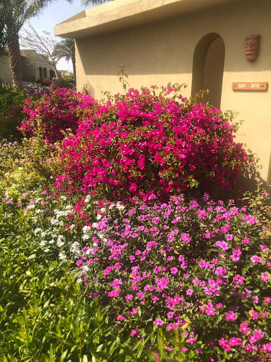 Gartenanlage Three Corners Fayrouz Plaza Beach Resort