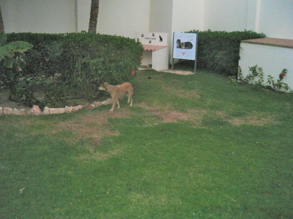 Wann kommt mein Katzenfutter? Hotel Riu Karamboa
