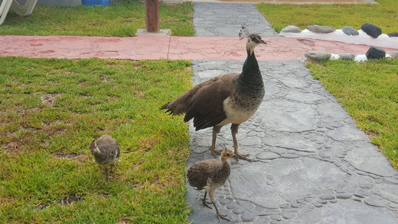 Tägliche Besucher HL Miraflor Suites Hotel