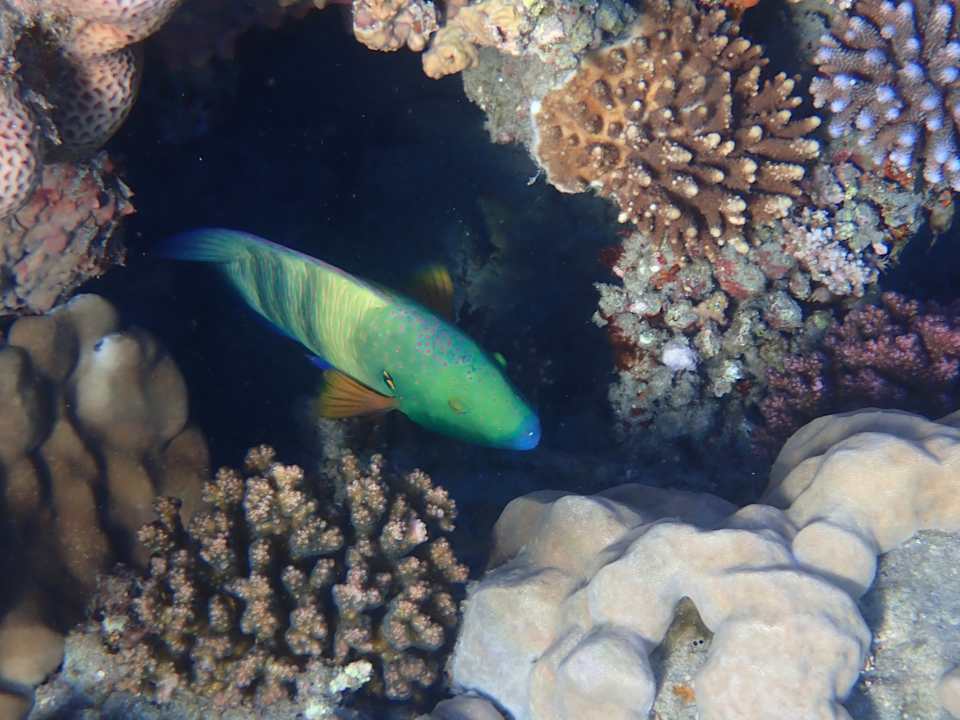 Strand Malikia Resort Abu Dabbab