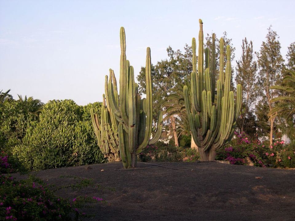 Gartenbereich Relaxia Olivina