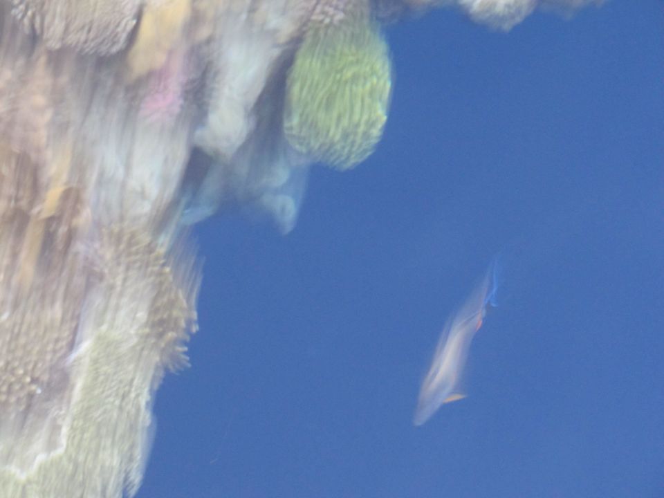 Und noch mehr Fische The Grand Hotel Sharm El Sheikh