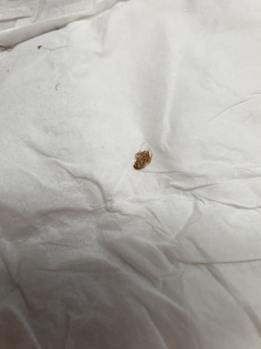 Zimmer Zafiro Palmanova