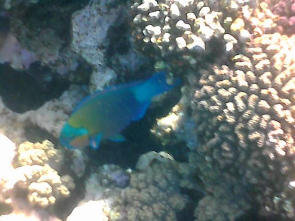 Strand Pickalbatros Citadel Resort