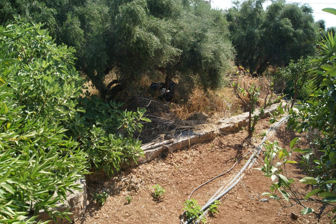Ladny widok z balkonu Ariadne Beach Hotel