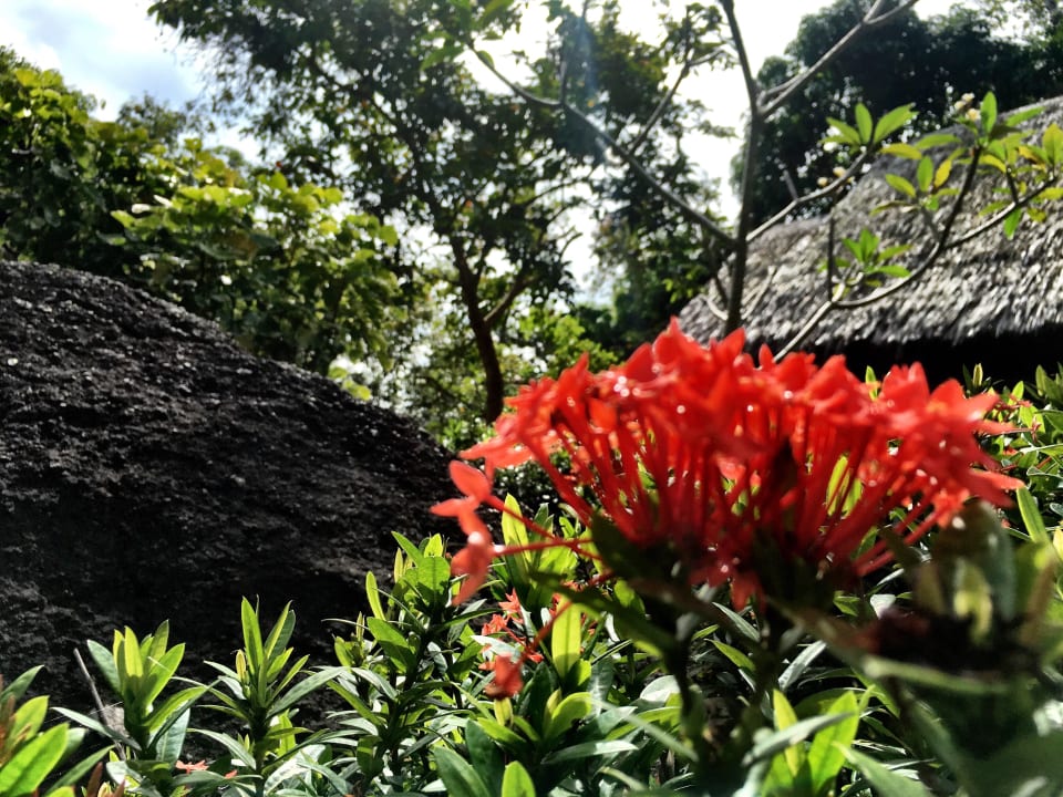 Bungalows Hotel Thongtapan Resort