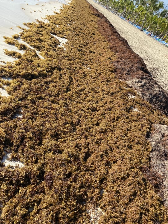 Strand Hotel Riu Palace Punta Cana