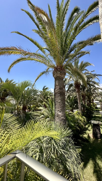 Gartenanlage Hotel Riu Palace Maspalomas Adults Only