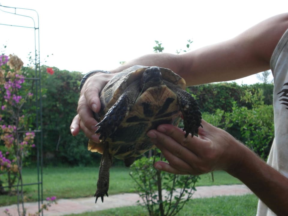 Gartentier Hotel Defne Garden