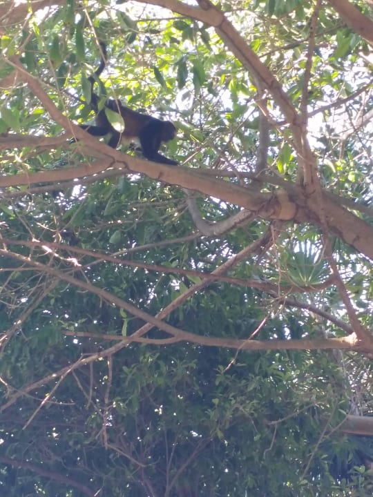 Affen auf den Palmen  Hotel Riu Tequila