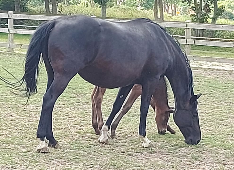 Außenansicht Ferienhof Frieslandstern