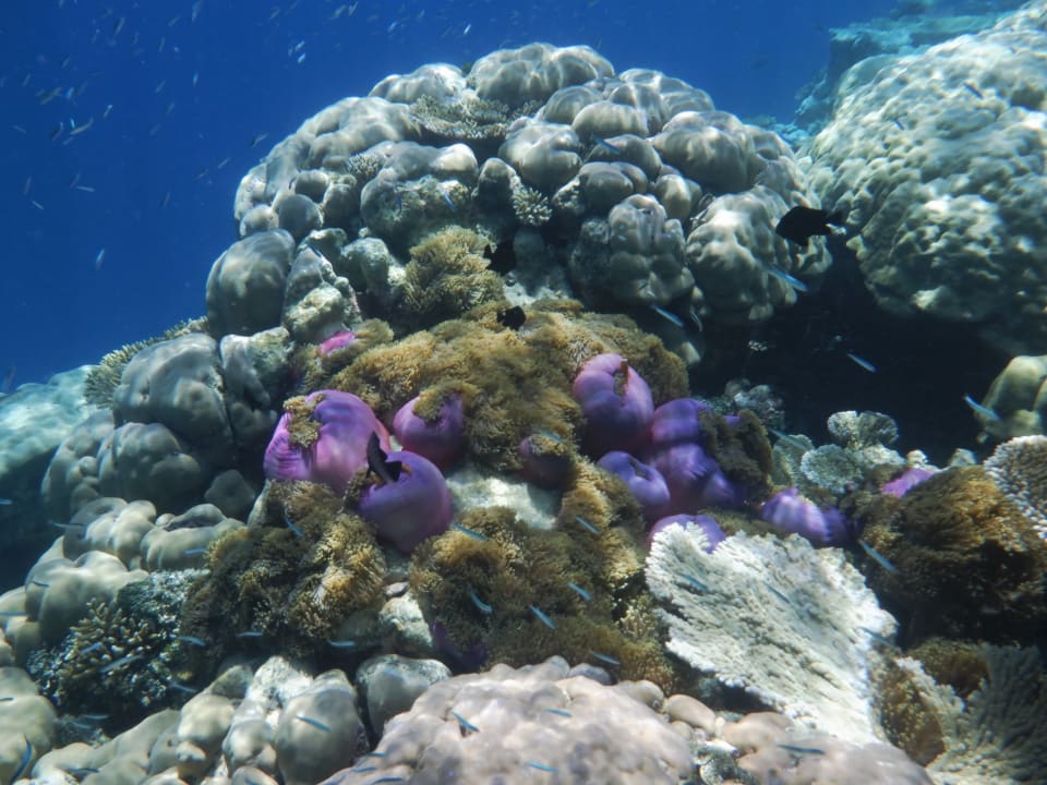 Sport & Freizeit NH Collection Maldives Havodda Resort