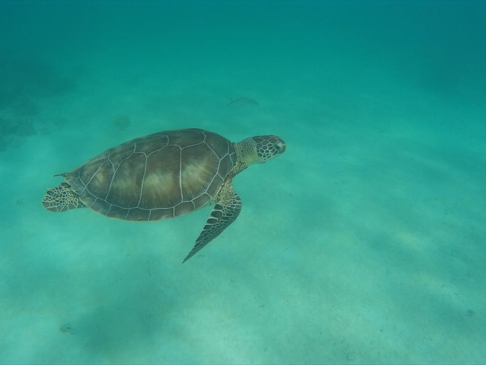 Schildkröte Akumal Bay Beach & Wellness Resort
