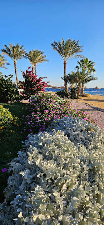 Gartenanlage Wadi Lahmy Azur Resort