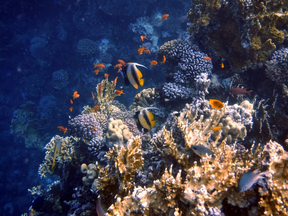 Strand Steigenberger Coraya Beach - Adults only