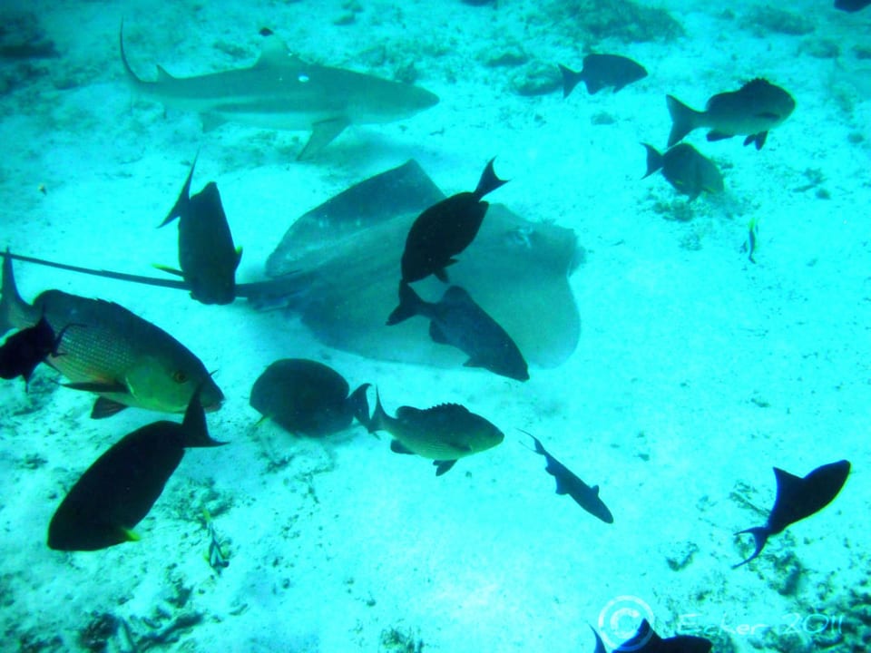 Schnorcheln an Hotelriff Summer Island Maldives