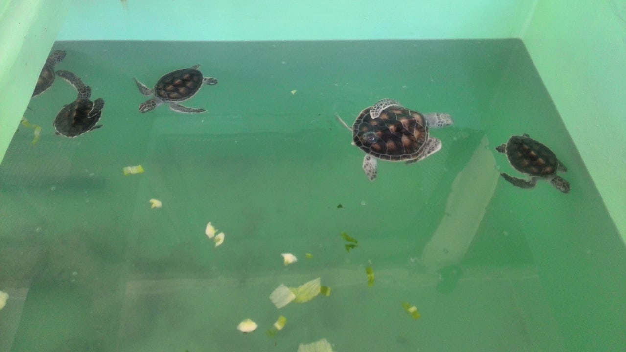 Gartenanlage Banyan Tree Vabbinfaru