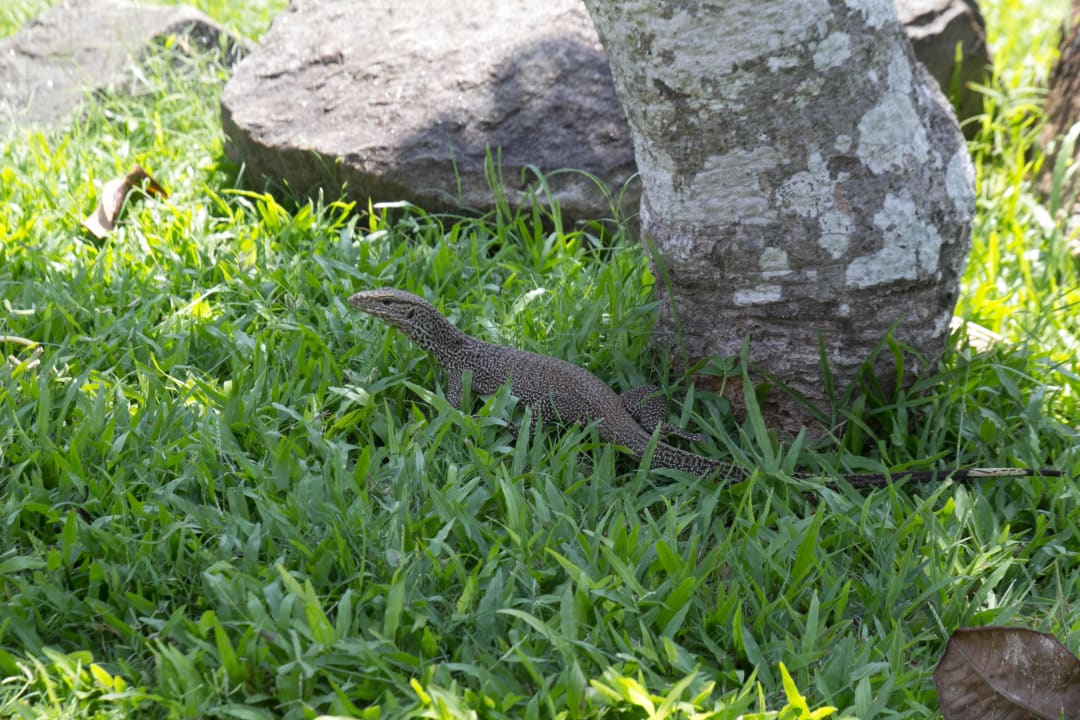 Unser Waran Taj Bentota Resort & Spa