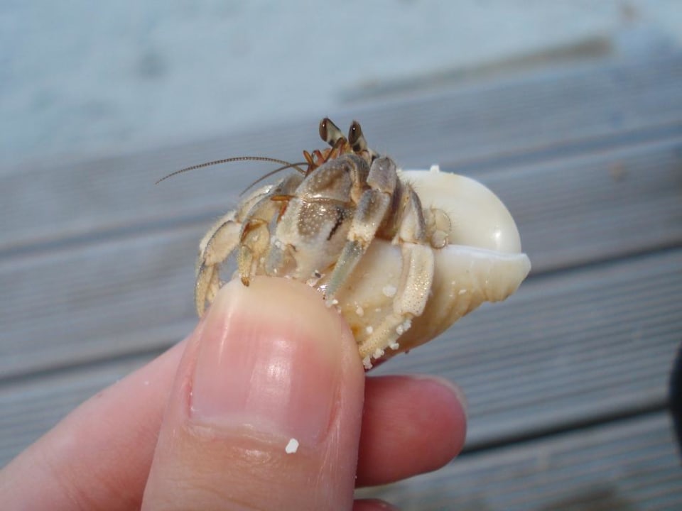 Einsiedlerkrebs vor der Tür Kuredu Island Resort & Spa