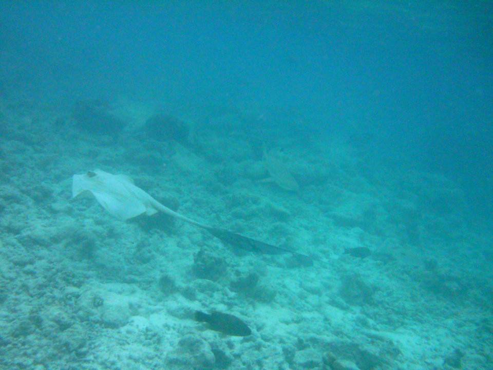 Ein Rochen Kuramathi Maldives