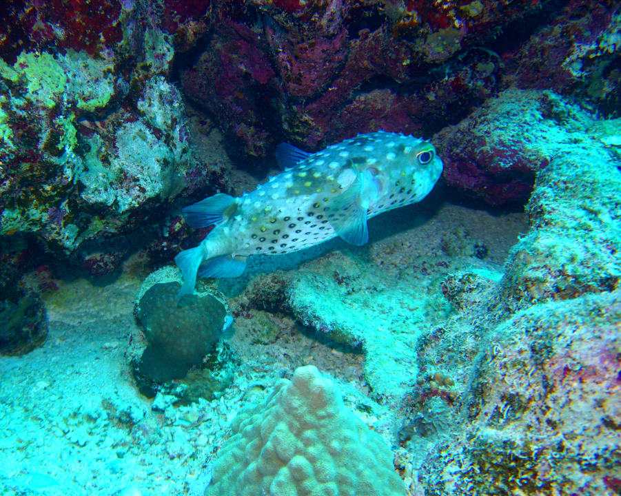 Sport & Freizeit Mövenpick Resort El Quseir